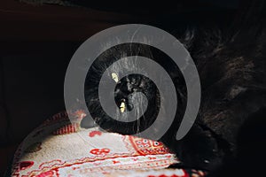 Black cat closeup lies on a plaid and squints at the sun. The pet is sleeping. Dark background