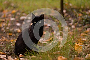 A black cat among the colorful autumn leaves. looking carefully and seriously