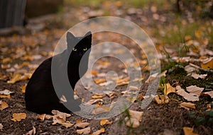 A black cat among the colorful autumn leaves. looking carefully and seriously