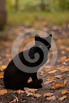 A black cat among the colorful autumn leaves. looking carefully and seriously