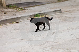Black cat. The concept of superstition. Background with selective focus and copy space