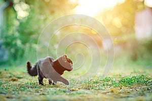Black cat is creeping on the grass