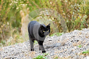 Black cat cross your path