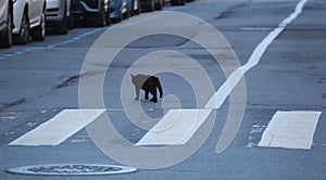 Black cat crosses the road at a pedestrian crossing