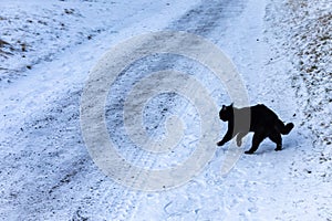 A black cat crossing a path as a superstition, good or bad omen. photo