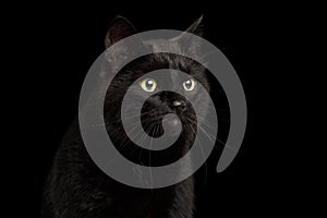 Black Cat on Dark Background