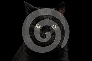 Black Cat on Dark Background