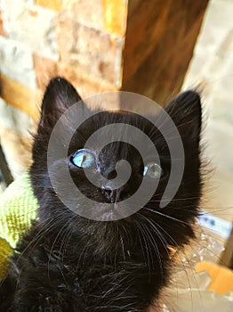 Black cat with deep blue eyes