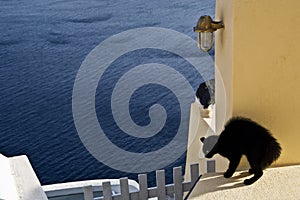 Black Cat in Defensive Pose on Santorini Wall