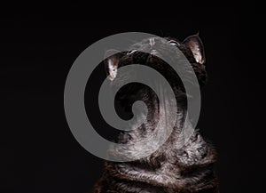 Black cat devon rex on a black background2