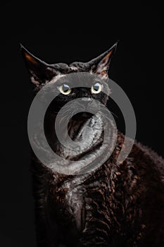 Black cat devon rex on a dark background2