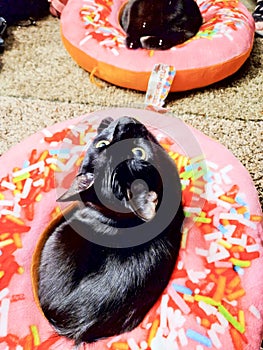 Black cat donut