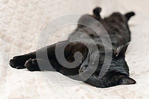 Black cat dozing on the bed in the bedroom