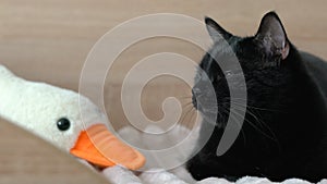 Black cat dozing on the bed in the bedroom