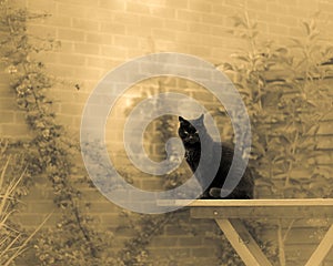 Black Cat In Dream Garden