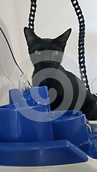 black cat drinking water