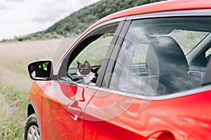 A black cat in the driver`s seat looks out of the car window at nature