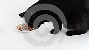 Black cat eating cats food from a plate