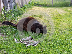 A black cat eating fish