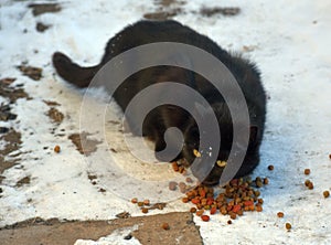 Black cat eating in the snow in winter