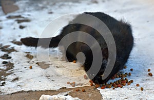 Black cat eating in the snow in winter