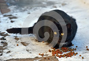 Black cat eating in the snow in winter