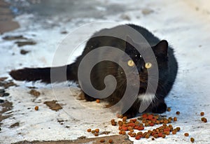 Black cat eating in the snow in winter