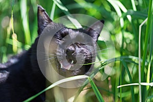 A black cat eats grass. Free walking