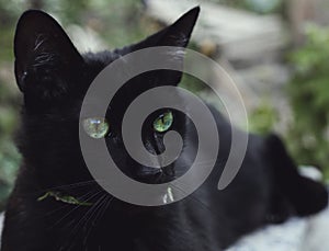 Black cat with emerald eyes