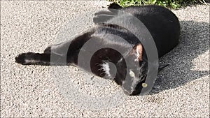 Black cat enjoying the warm summer sun on concrete path garden