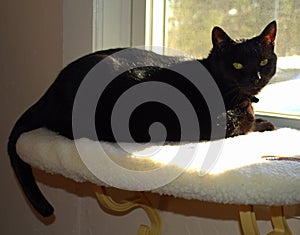 Black Cat Enjoys Window Seat Watching Outdoors