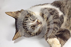 Black cat with eyes closed on an isolated white background.