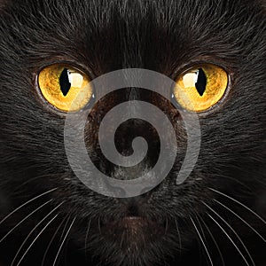 Black cat eyes macro