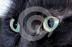Black cat eyes. Macro shooting