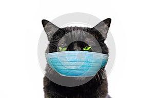 Black cat with face mask