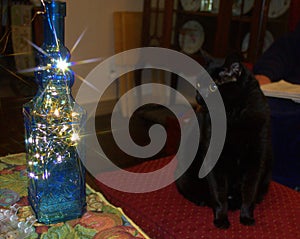 Black Cat Fascinated By Bottle With Lights