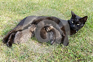 Black cat feeding her three little kittens