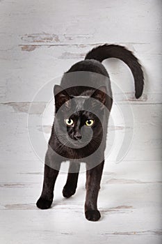 Black cat feline standing standing up wide eyed curled tail