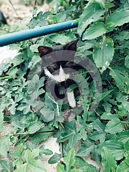 Black cat in the forest, siamese cat, Thailand