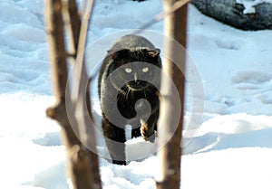 Black cat in the forest in winter. Stray cat in the snow.