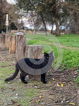 Black Cat at Fox Trail Park