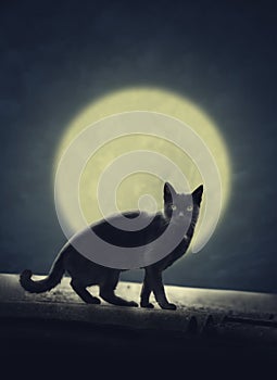 Black cat and full moon