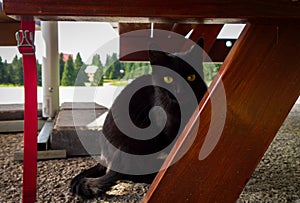 Black Cat in the garden under the table. Slovakia