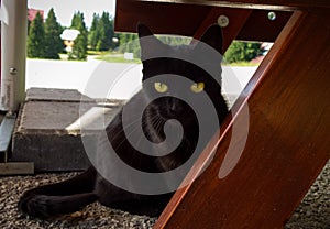 Čierna mačka v záhrade pod stolom. Slovensko