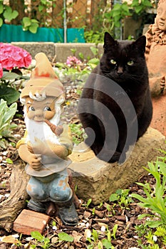 Black Cat and gartenzwerg garden gnome