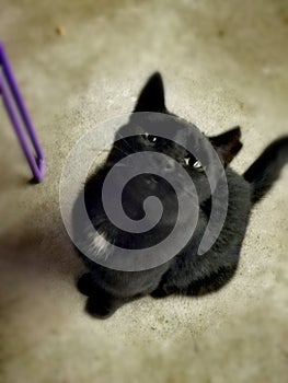 Black Cat / Gatto Nero photo