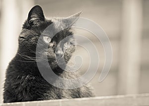 Black Cat Gazing in Sepia