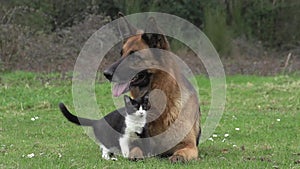 Black cat and German Shepherd Dog standing on Grass, Normandy,