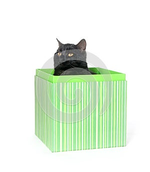 Black cat in gift box