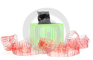 Black cat in gift box